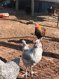 Galletti, livornesi, Amrocks, Marans e Auracana