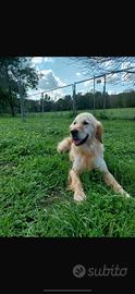 Maschio golden retriever