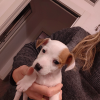 Cuccioli Jack Russell