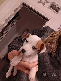 Cuccioli Jack Russell