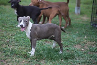 Cucciole Pit Bull con pedigree anche a rate