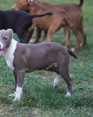 Cucciole Pit Bull con pedigree anche a rate