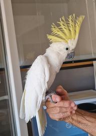 Cacatua Galerita Eleonora