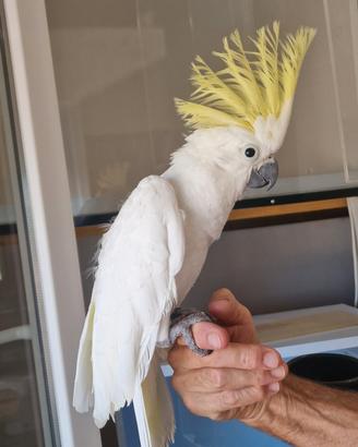 Cacatua Galerita Eleonora
