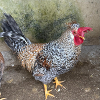 Polli giovani adulti aracauna