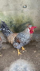 Polli giovani adulti aracauna