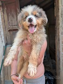 Australian Shepherd/Pastore Australiano cucciolo