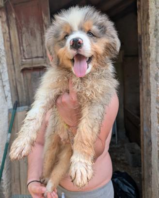 Australian Shepherd/Pastore Australiano cucciolo
