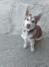 Cuciolo Husky
