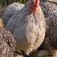 Gallo