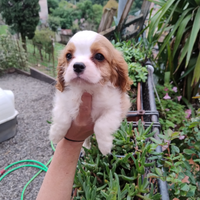 Cavalier king cuccioli