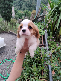 Cavalier king cuccioli