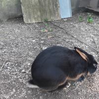 Lepre belga fulva e focata