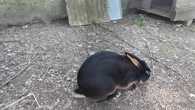 Lepre belga fulva e focata