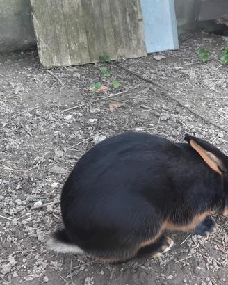 Lepre belga fulva e focata