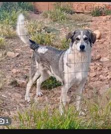 Husky incrocio