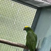 Amazzone fronte gialla maschio