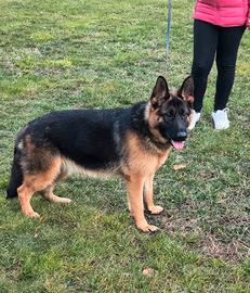 Pastore tedesco Pedigree Rosa