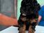 Immagine 2