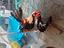 Immagine 1
