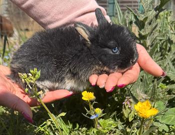 Coniglio Olandese Nano
