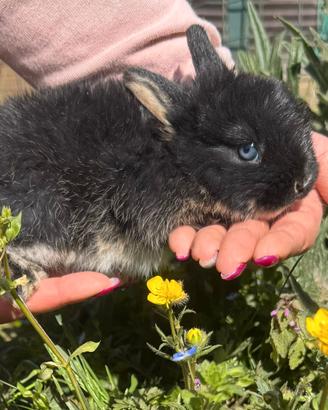 Coniglio Olandese Nano