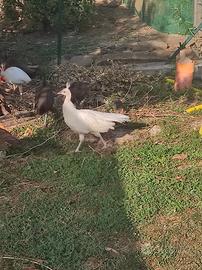 Cuccioli di pavone