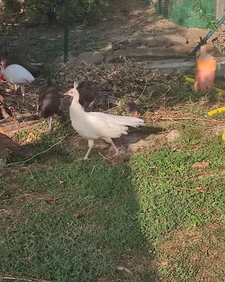 Cuccioli di pavone