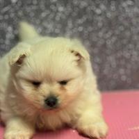 Spitz Pomerania