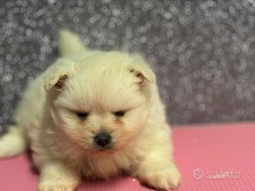 Spitz Pomerania