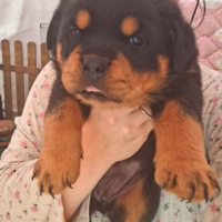 Cucciole rottweiler
