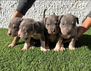 Cuccioli american Pitbull terrier tricolore