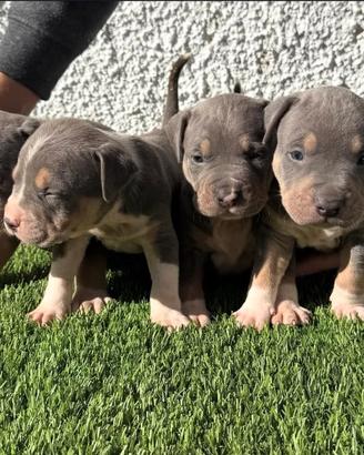 Cuccioli american Pitbull terrier tricolore
