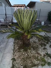 Cycas revolut