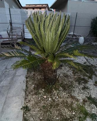 Cycas revolut