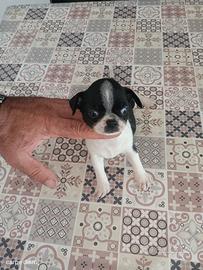 Chihuahua Toy maschio mini