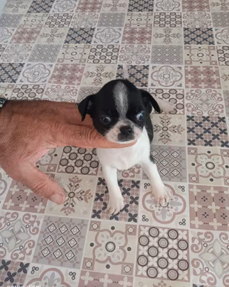 Chihuahua Toy maschio mini