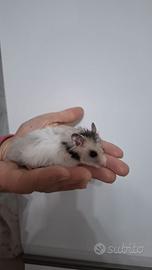 Criceto dorato pelo lungo