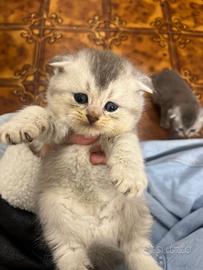 Cuccioli scottish fold