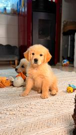 Golden Retriever, piccoli amici per la vita