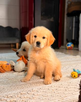 Golden Retriever, piccoli amici per la vita