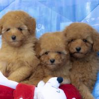 Barboncino toy e mini toy