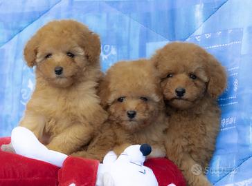 Barboncino toy e mini toy