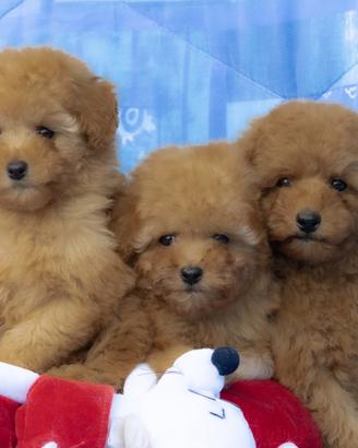 Barboncino toy e mini toy