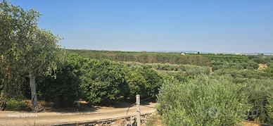 PICCOLO TERRENO AGRICOLO in MASSAFRA