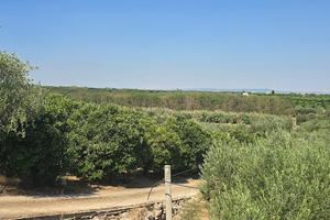 PICCOLO TERRENO AGRICOLO in MASSAFRA