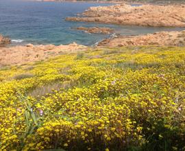 Settembre / Ottobre a Isola rossa 20 mt. spiaggia