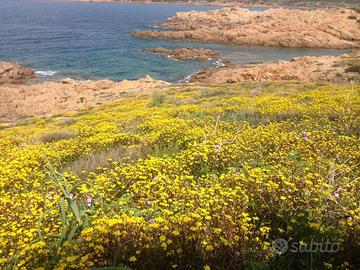 Settembre / Ottobre a Isola rossa 20 mt. spiaggia