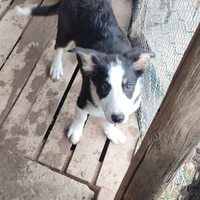 Cuccioli di Border Collie