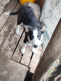 Cuccioli di Border Collie